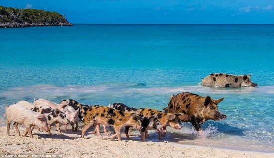 25751E9A00000578-2944893-Prized_pigs_Just_how_the_family_came_to_live_on_the_tiny_island_-a-13_1423432789153 (1)