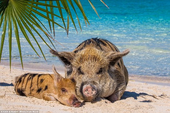 25751F2200000578-2944893-Bay_of_pigs_The_swine_snooze_on_the_white_sands_of_Big_Major_Cay-a-9_1423432766816