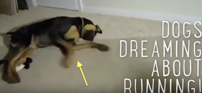 Кучета сънуват, че тичат