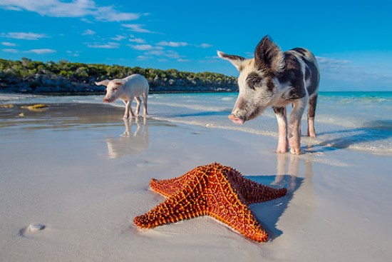 Piglet discovering a starfish on an island beach Bahamas