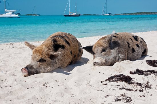 Pig-Beach-Bahamas-Big-Major-Cay-4