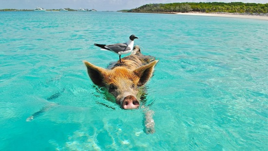 animals-on-the-beach-swimming-pig