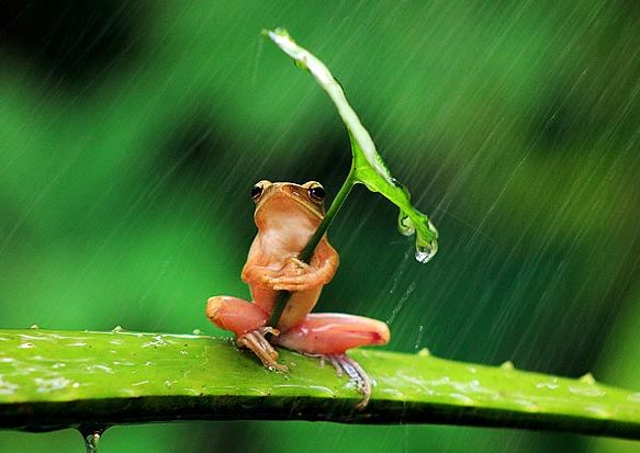 Жаба под дъжда