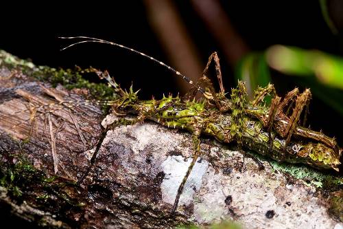 Чифтосване на мъхести насекоми имитиращи дървени клечки (Parectatosoma SP.) от националния парк Andasibe, Мадагаскар.