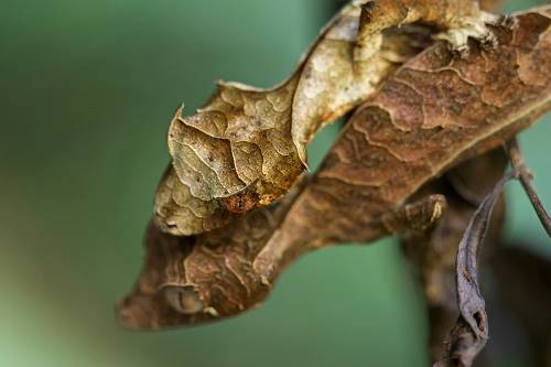 Един миг на нежност - мъжки и женски сатанински листни опашати гекони (листоопашати гекони phantasticus) от национален парк Ranomafana, Мадагаскар.