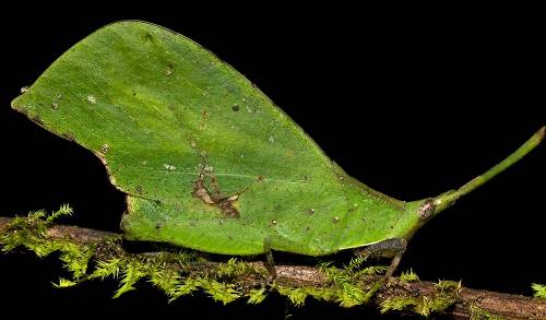 Рогат скакалец, който имитира листо (Systella SP.) от националния парк Gunung Leuser, Индонезия.