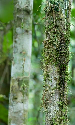Загадъчно жемско мъхесто насекомо, което имитира кората на дървото (Parectatosoma SP.) От резервата Maromizaha, Мадагаскар.