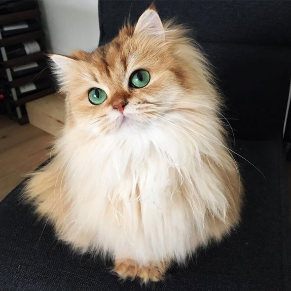 beautiful-fluffy-cat-british-longhair-1