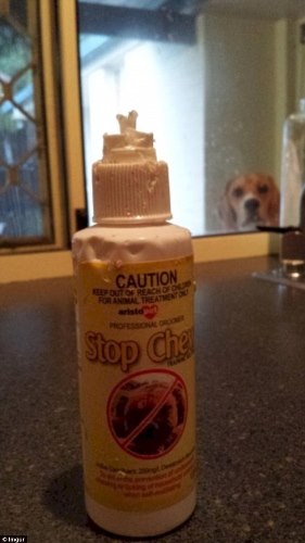 33E2086900000578-3576267-Stay_away_Looks_like_this_dog_has_had_fun_chewing_this_bottle-a-12_1462504812150
