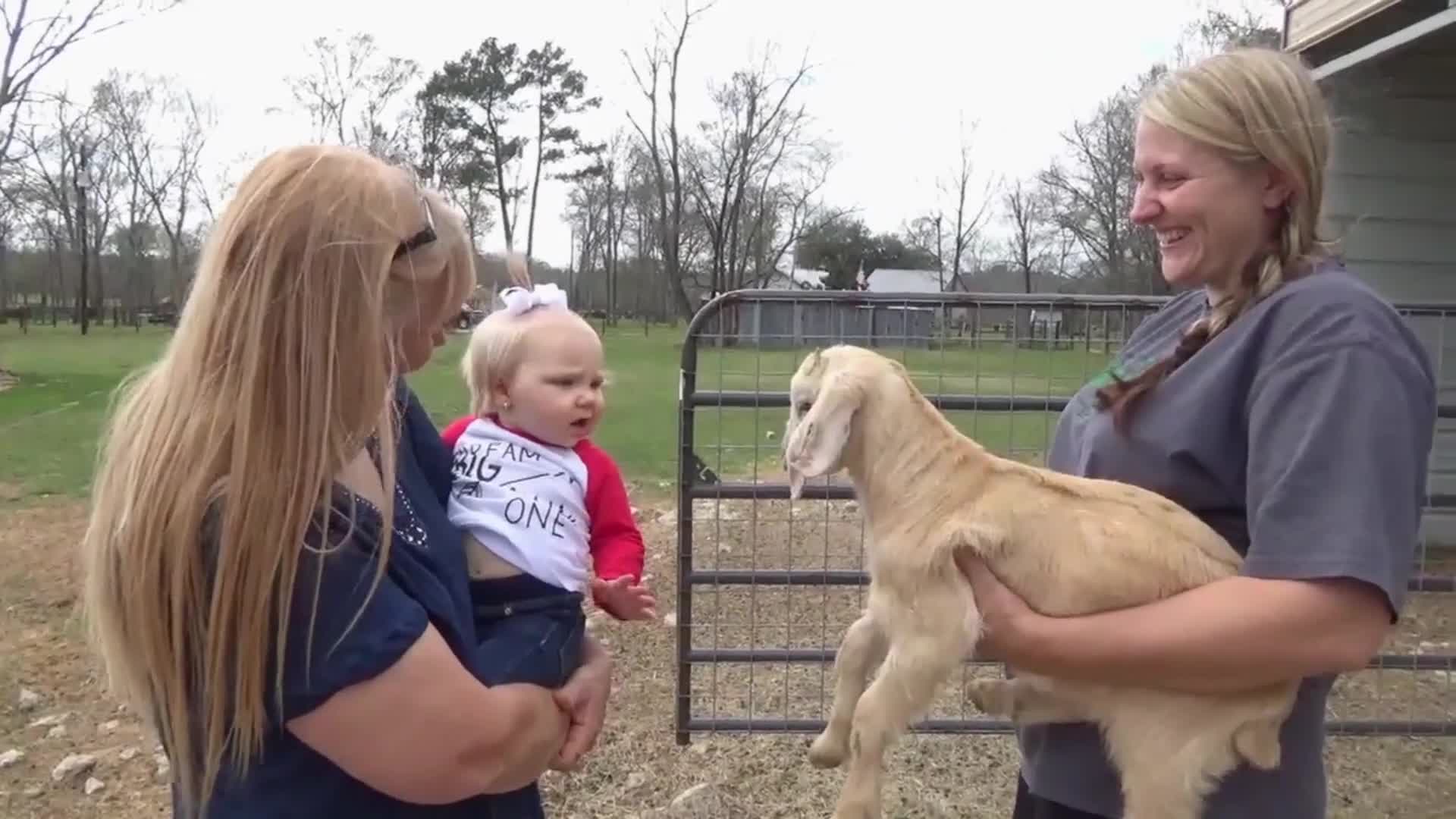Cute Baby Is A Natural Goat Whisperer