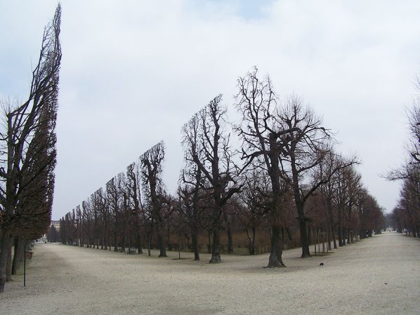 Дървета в парк Шенбрун