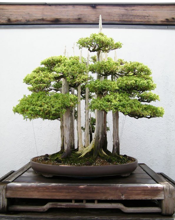 bonsai-trees-13