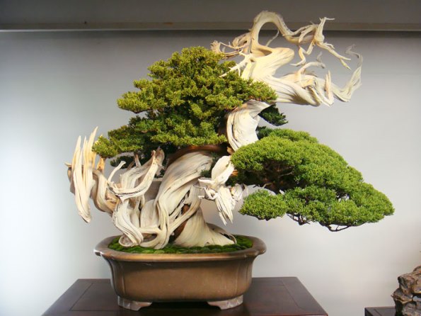 bonsai-trees-22
