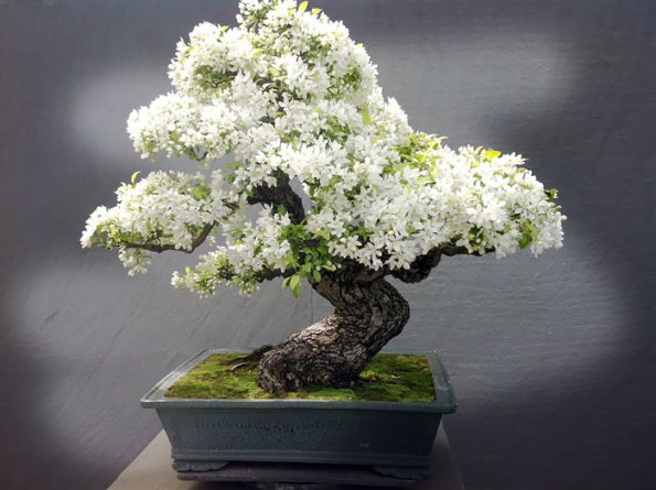 bonsai-trees-5