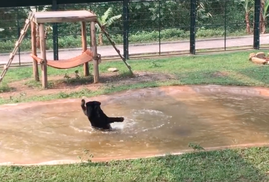 rescued-bear-splashes-4