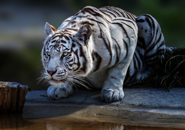 tigri-9
