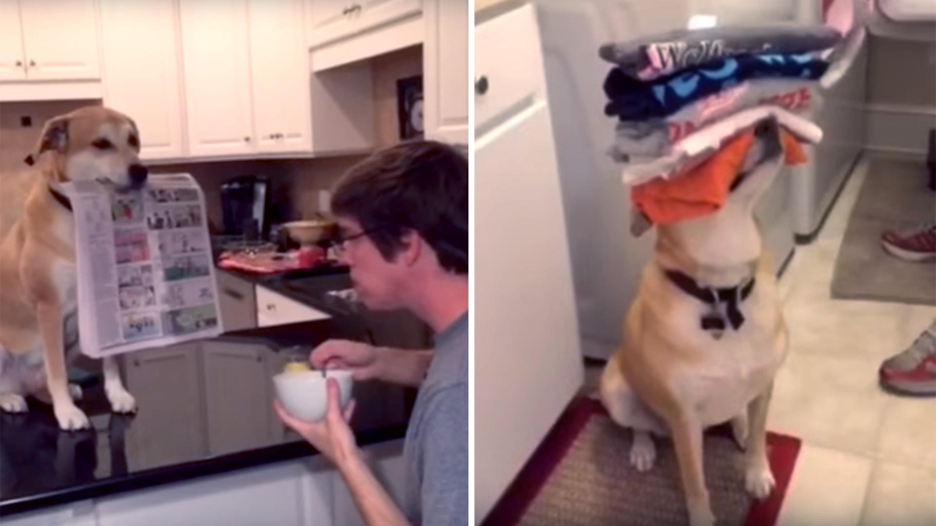 When You Need a Helping Hand. Dog helps owner with day to day tasks.