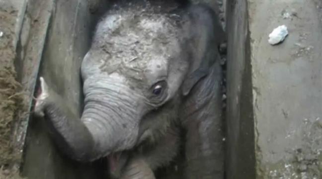 watch-baby-elephant-being-rescued-after-falling-down-a-drain-in-sri-lanka-136406524801403901-160530155027