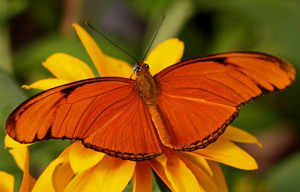 Оранжева пеперуда на жълто цвете