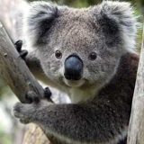 коала