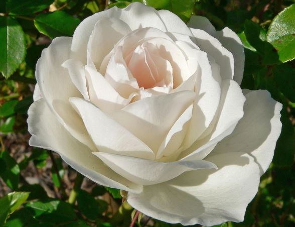 Полиантова роза Айсберг