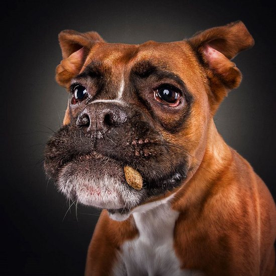 dogs-catching-treats-fotos-frei-schnauze-christian-vieler-25-57e8d0b97681e__880