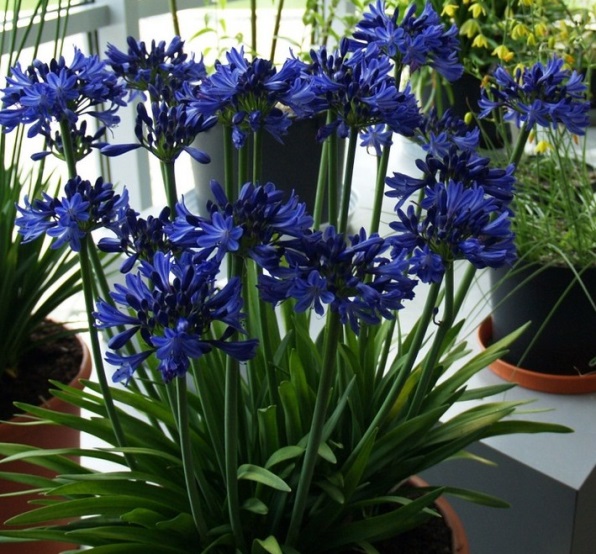 Агапантус със сини цветове