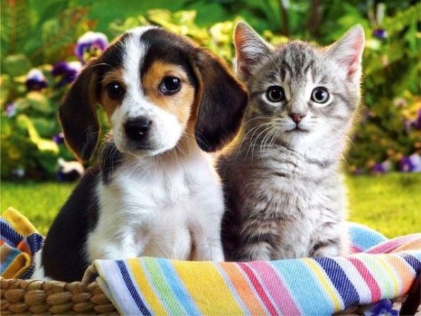 Кученце и котенце