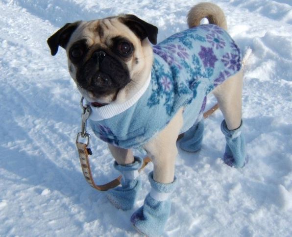 Кученце с палтенце през зимата