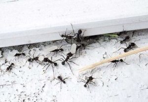 мравките 