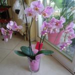 цвете орхидея